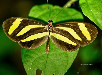 Aeria eurimedia