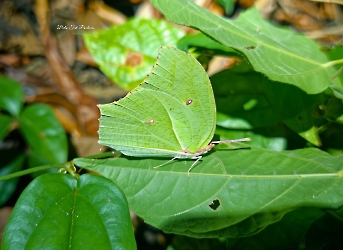 Insectos