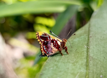 Anteros carausius