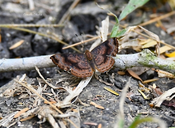 Calephelis laverna