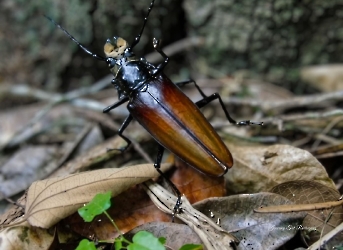Callipogon senex