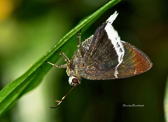 Cecropterus doryssus
