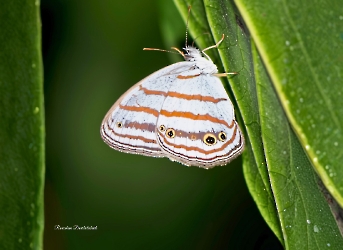 Cepheuptychia glaucina