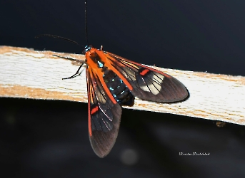 Cosmosoma rubrigutta