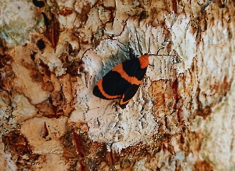 Eudesmia menea