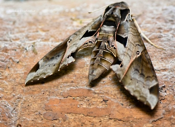 Eumorpha satellitia