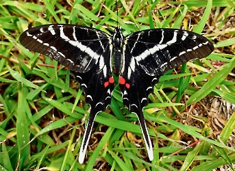 Eurytides philolaus