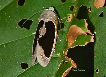 Gonodonta sinaldus
