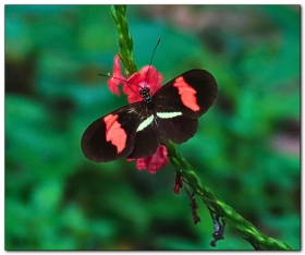 Heliconius erato