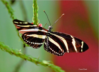 Heliconius charithonia