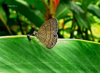 Hermeuptychia sosybius