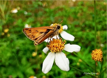 Hylephila phyleus