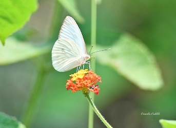 Glutophrissa drusilla