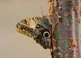 Mariposa Buho