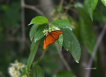 Dryas iulia
