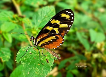 Mechanitis polymnia