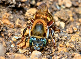 Melipona beecheii