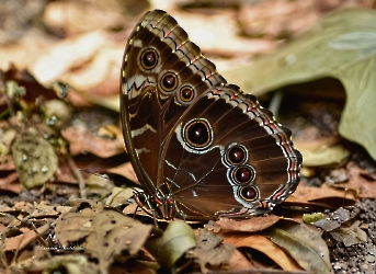 Morpho helenor