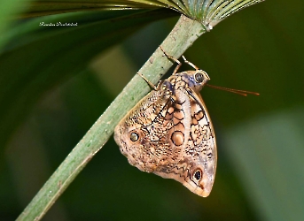 Opsiphanes cassina