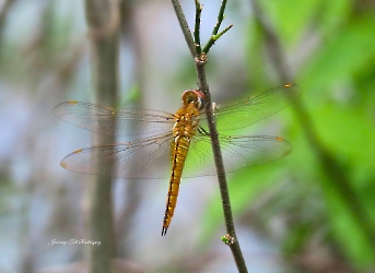 Pantala flavescens