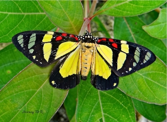 Phaloe cubana