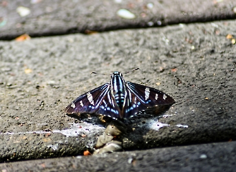 Phocides pigmalion