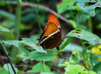 Siproeta epaphus