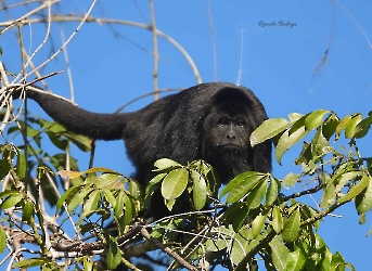 Alouatta pigra