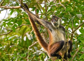 Ateles geoffroyi
