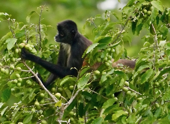Ateles geoffroyi