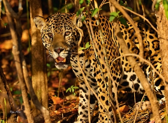 Pantera onca