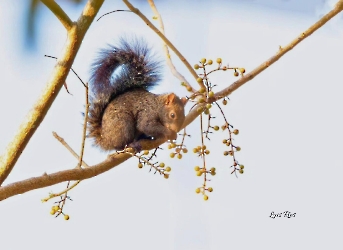 Sciurus yucatanensis