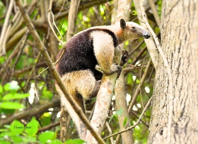 Tamandua mexicana