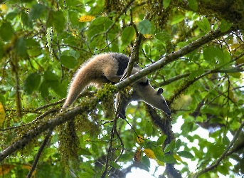 Tamandua mexicana