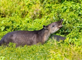 Tapir centroamericano
