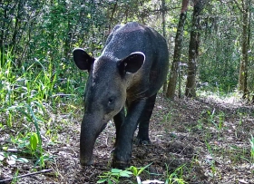Tapirus Bairdii