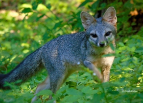 Zorro gris