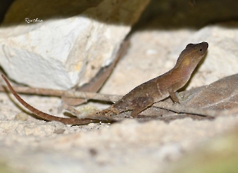 Anolis uniformis