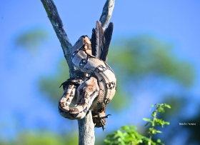 Boa constrictor