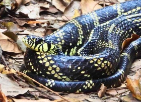 Chichicua-Spilotes pullatus