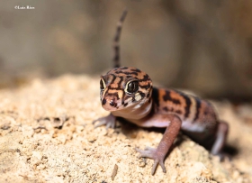 Coleonyx elegans
