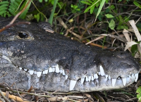 Crocodylus moreletii
