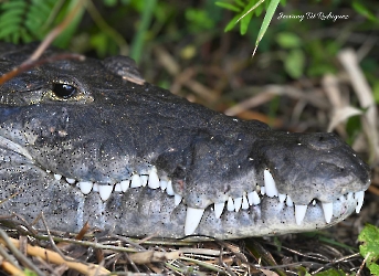 Crocodylus moreletii