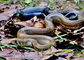 Drymarchon_melanonurus