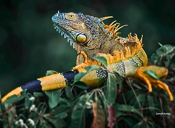 Iguana-iguana