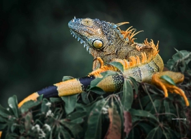 Iguana iguana