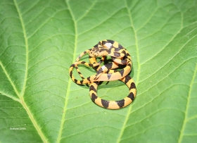imantodes-cenchoa-
