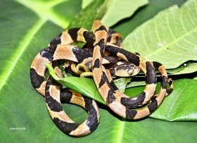 Imantodes cenchoa