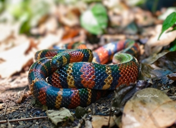Lampropeltis abnorma