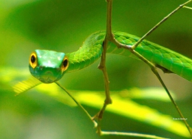 Leptophis ahaetulla